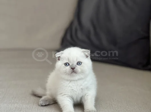 Ayi Surat Scotti̇sh Fold Blue Poi̇nt