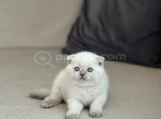 Ayi Surat Scotti̇sh Fold Blue Poi̇nt görsel