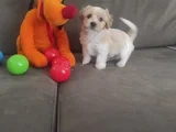 Minik Maltipoo Bebeklerimiz