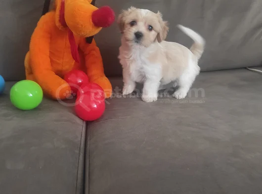 Minik Maltipoo Bebeklerimiz görsel