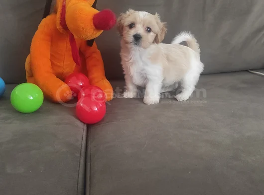 Minik Maltipoo Bebeklerimiz