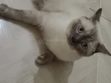 Sıcacık Bir Yuva Arıyor Doliye Ömürlük Aile Gerek