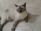 Sıcacık Bir Yuva Arıyor Doliye Ömürlük Aile Gerek