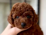 Toy Poodle Orji̇nal Teddy Yavrular