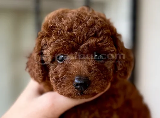 Toy Poodle Orji̇nal Teddy Yavrular görsel