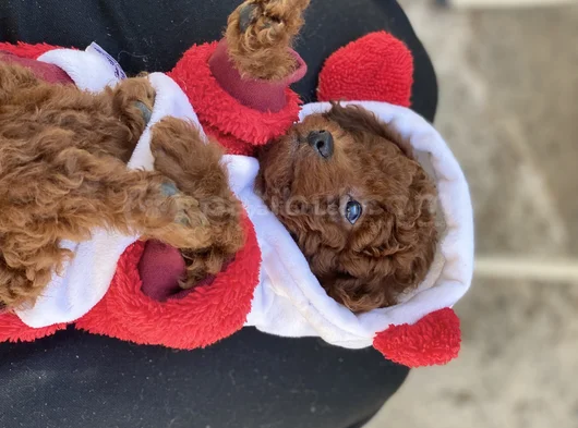 Kore Erkek Dark Bebek görsel