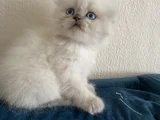 40 Günlük Scottish Fold Yavrular 