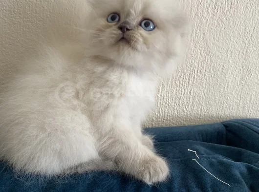 40 Günlük Scottish Fold Yavrular  görsel