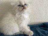 40 Günlük Scottish Fold Yavrular 