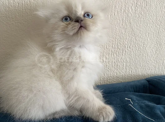 40 Günlük Scottish Fold Yavrular  görsel