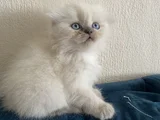 40 Günlük Scottish Fold Yavrular 