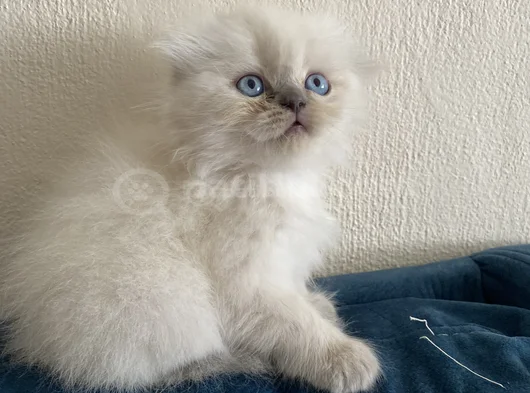 40 Günlük Scottish Fold Yavrular  görsel
