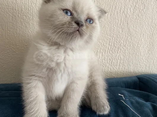 40 Günlük Scottish Fold Yavrular  görsel