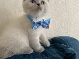 40 günlük Scottish fold yavrular 