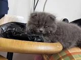 Pofuduk Oyuncu Kucakçı Minnoş