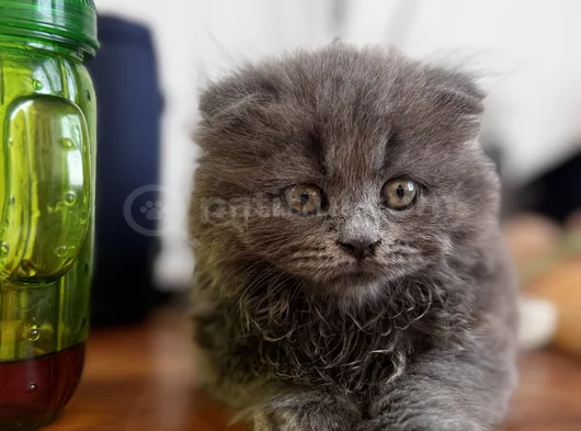 Pofuduk Oyuncu Kucakçı Minnoş görsel