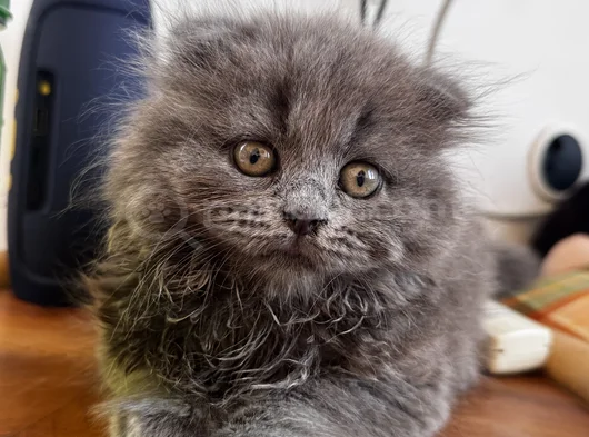 Pofuduk Oyuncu Kucakçı Minnoş görsel