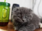 Pofuduk oyuncu kucakçı minnoş
