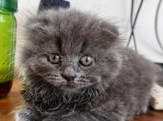 Pofuduk Oyuncu Kucakçı Minnoş görsel