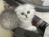 Minik Kız
