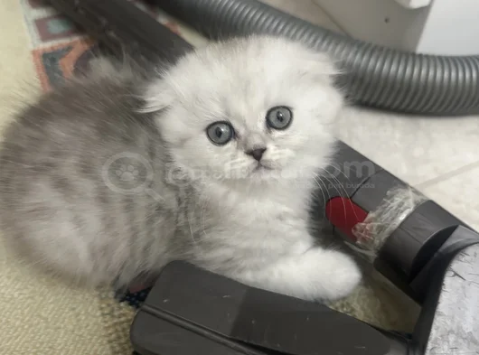 Minik Kız görsel