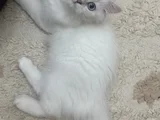 Maviş Kız