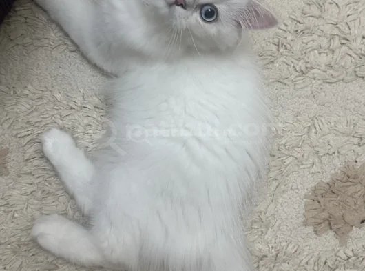 Maviş Kız görsel