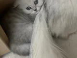 Minik Kız