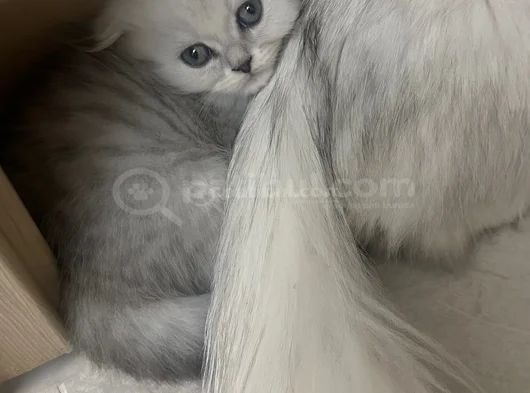 Minik Kız görsel