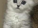 Minik Kız