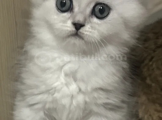 Minik Kız görsel