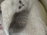 Minik kız