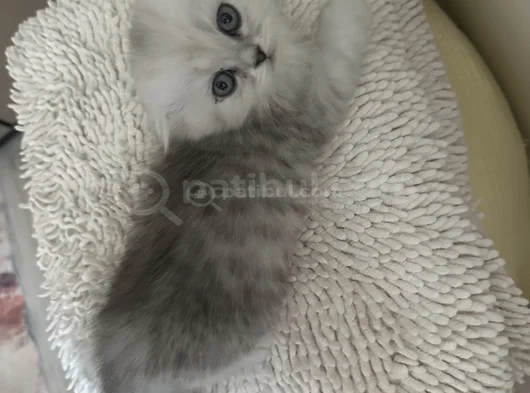 Minik Kız