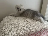 Minik Kız