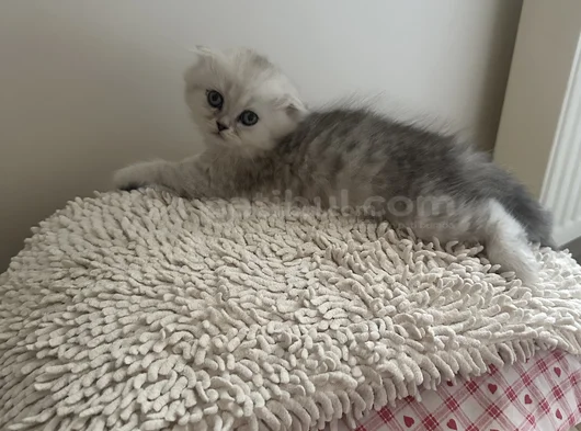 Minik Kız görsel