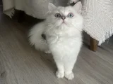 Maviş Kız