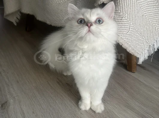 Maviş Kız görsel