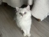 Maviş kız