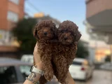 Ankaranın en gözde yavruları