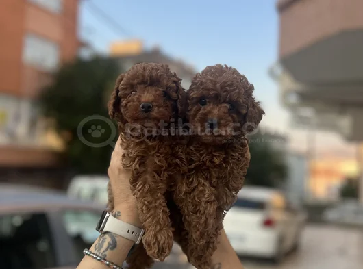 Ankaranın En Gözde Yavruları