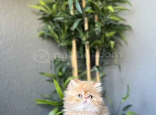 First Class İran Persian Yavrularim görsel