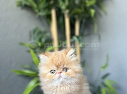 First Class İran Persian Yavrularim görsel