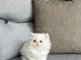 İran Persian Sifir Burun Yavrularim