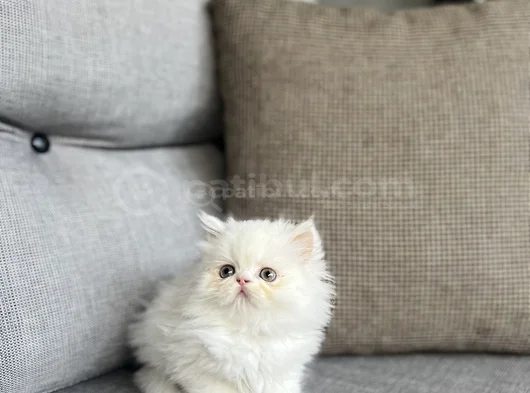 İran Persian Sifir Burun Yavrularim görsel