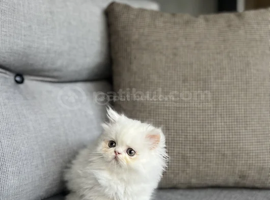 İran Persian Sifir Burun Yavrularim görsel
