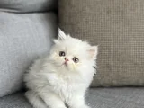 İRAN PERSIAN SIFIR BURUN YAVRULARIM
