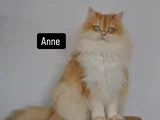 Safkan Golden British Longhair Yavrular 2 Aylık