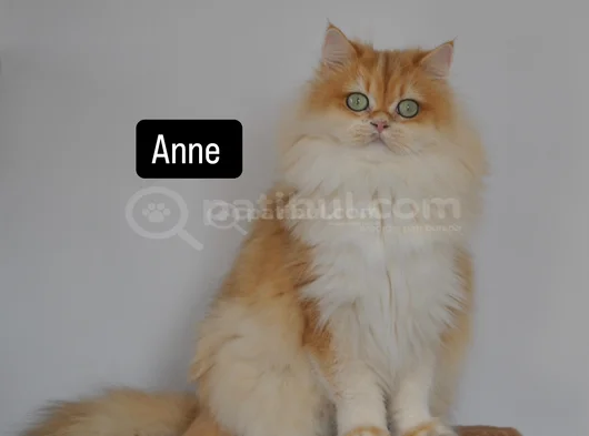 Safkan Golden British Longhair Yavrular 2 Aylık görsel