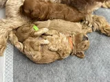 Mini Boy Kırmızı Maltipoo Yavrularım
