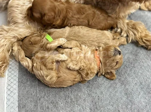 Mini Boy Kırmızı Maltipoo Yavrularım görsel